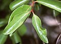 Viburnum prunifolium USDA1