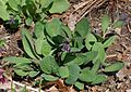 Virginia Bluebell Mertensia virginica Plant 2262px