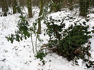Winter in Elmstead Woods (8), the holly and the ivy - geograph.org.uk - 1655707