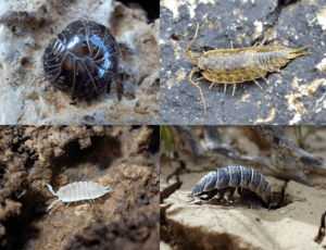 Collage of woodlice