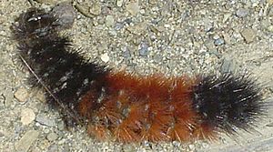Woolly-Bear-Caterpillar