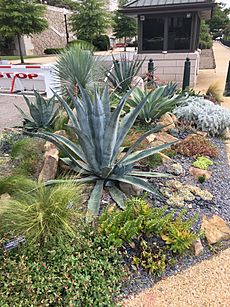 Xeriscaping USCapital2