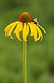 Yellow Coneflower Echinacea paradoxa Single Flower Bee 1895px