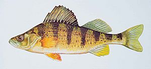 Yellow perch fish perca flavescens