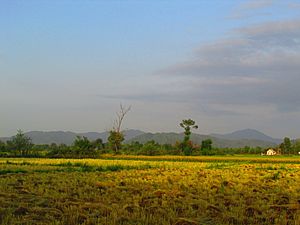 مزارع برنج گلرودبار در فصل تابستان
