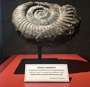 A 160 million years old Jurassic Ammonite fossil displayed at Philippine National Museum