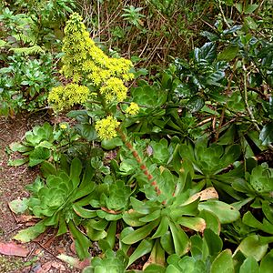 Aeonium cuneatum Tenerife 1.jpg