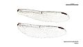 Agrionoptera longitudinalis female wings (34242210493)