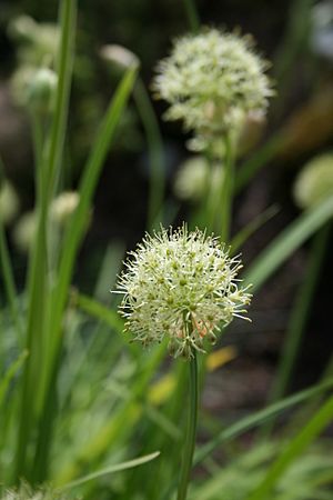 Allium hookeri var. muliense.jpg