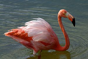 American flamingo (Phoenicopterus ruber).JPG