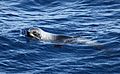Antarctic Fur Seal swimming (6018836251)