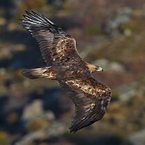 Aquila chrysaetos La Canada 2012-01-14