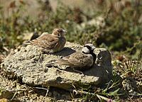 Ashy-crowned Sparrow-lark AMSM5045 ACSL