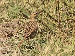 Asthenes hudsoni Hudson's Canastero; Dolores, Buenos Aires, Argentina.jpg