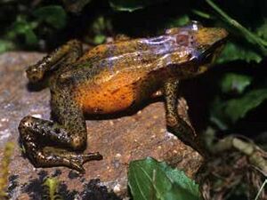 Atelopus mucubajiensis (female)