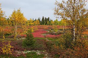 Autumn tundra mosaic Kola Peninsula Murmansk Russia