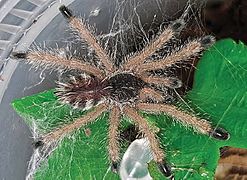 Avicularia juruensis immature morphotype 2 ZK117