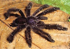Avicularia purpurea male southern form ZK171.jpg