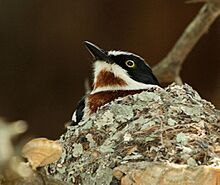 Batis Chinspot 2010 10 03 10477