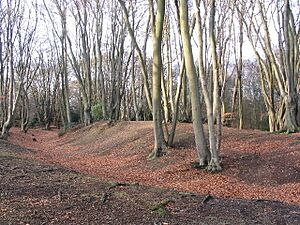 Beeches on Ambresbury Banks - geograph.org.uk - 110134