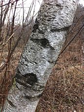 Betula populifolia bark