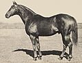 Bimelech (USA)