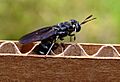 Black soldier fly depositing eggs in cardboard