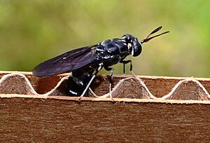 Black soldier fly depositing eggs in cardboard