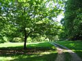 Botanical Gardens at Asheville - meadow