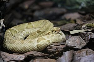 Bothrops insularis.jpg