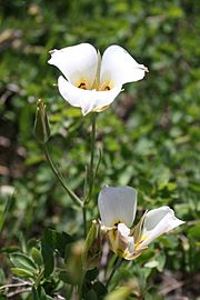 Calochortus nuttallii Sego lily Utah