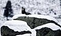 Canis lupus howling on glacial erratic
