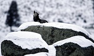 Canis lupus howling on glacial erratic