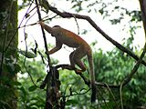 Central American Squirrel Monkey 3