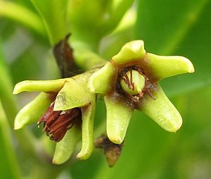 Ceriops tagal - flowers (8349980250).jpg