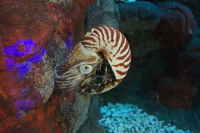Chambered Nautilus at the Smithsonian National Zoo (8678543390)