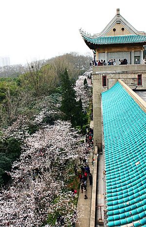Cherry Blossom in Wuhan University