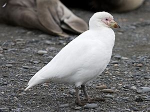 Chionis blanc - Pale-faced Sheathbill