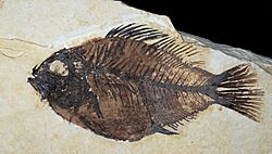 Cockerellites liops Green River Formation