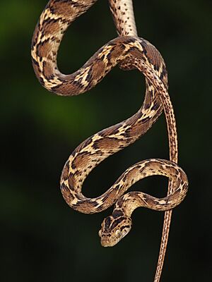 Common Cat Snake 02.jpg