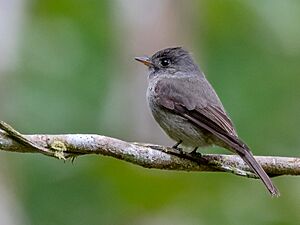 Contopus cinereus cinereus - Tropical Pewee; Ubatuba, São Paulo, Brazil.jpg
