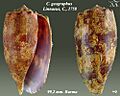 Conus geographus 2