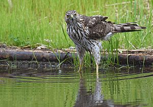 Cooper's hawk Facts for Kids