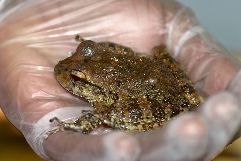 Craugastor punctariolus01