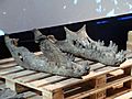 Crocodylus ossifragus-Naturalis-PeterMaas2