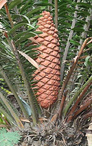 Cycad cone