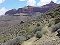 D3143 Grand Canyon Tonto Trail Scenic (4667241438)