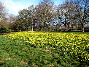 Daffodils, Cassiobury Park, Watford