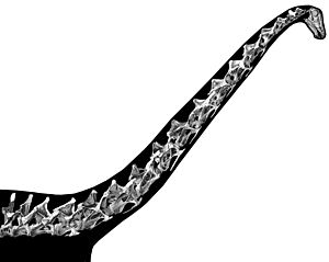 Diplodocus habitual neck posture