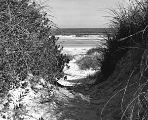 Dunes and beach at Frank B. Butler State Park